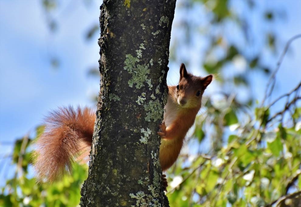 gdzie jest najstarszy dąb w polsce