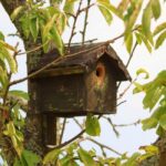 Jak skutecznie zwabić ptaki do karmnika?