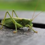 Jak wygląda świerszcz?