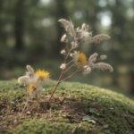 Natura jako terapia: Wprowadzenie do tematu
