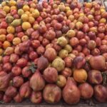 Smak sezonowych owoców – co warto wiedzieć?