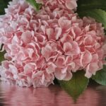 Hortensje Pink Diamond – Piękno, które Zmienia Ogrody